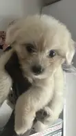 Female Purebred Toy Poodle Puppy - 2