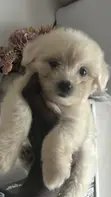 Female Purebred Toy Poodle Puppy - 4