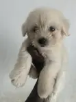 Female Purebred Toy Poodle Puppy - 5