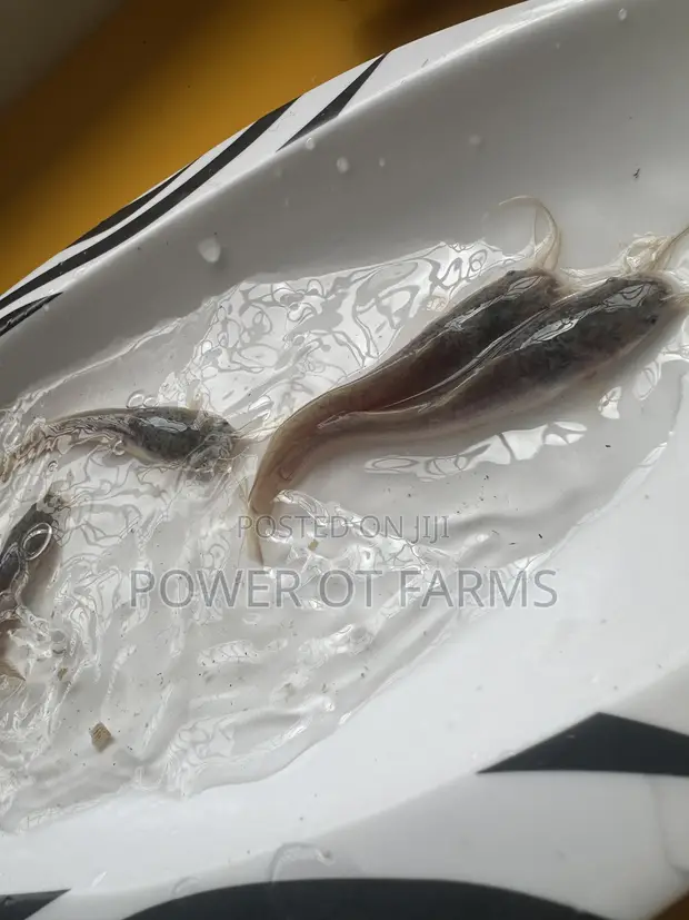 Catfish Fingerlings - 1