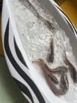Catfish Fingerlings - 2