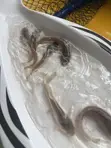 Catfish Fingerlings - 3