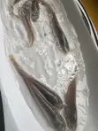 Catfish Fingerlings - 4