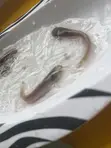 Catfish Fingerlings - 5