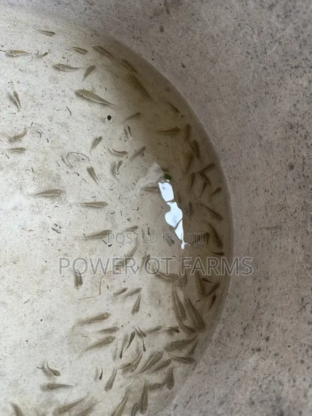 Tilapia Fingerlings - 1