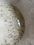 Tilapia Fingerlings - 1