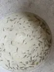 Tilapia Fingerlings - 2