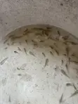 Tilapia Fingerlings - 3