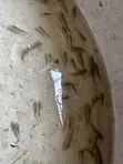 Tilapia Fingerlings - 4