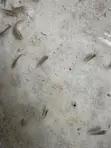 Tilapia Fingerlings - 5