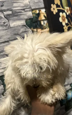 Purebred Maltese Puppy - 1-3 Months Old