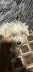 Purebred Maltese Puppy - 1-3 Months Old - 2
