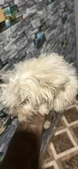 Purebred Maltese Puppy - 1-3 Months Old - 3