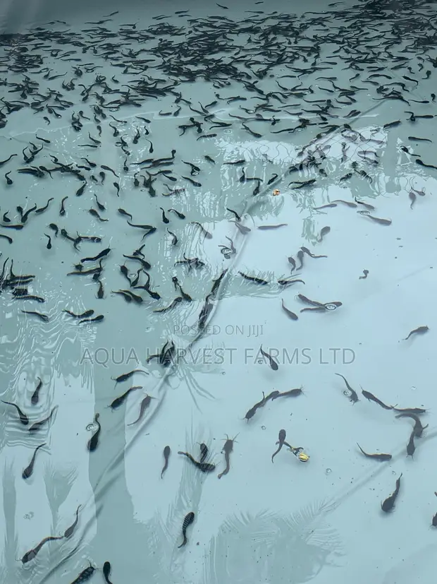 Catfish Fingerlings - 1