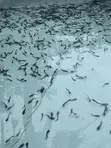 Catfish Fingerlings - 1