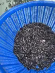 Catfish Fingerlings - 2