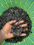 Catfish Fingerlings - 3