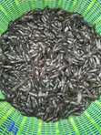 Catfish Fingerlings - 4