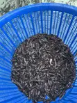 Catfish Fingerlings - 5
