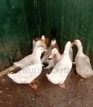 Ducks for Sale - 7 Available