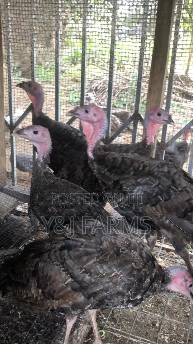 Healthy Turkey Poults (15 Weeks) - 1