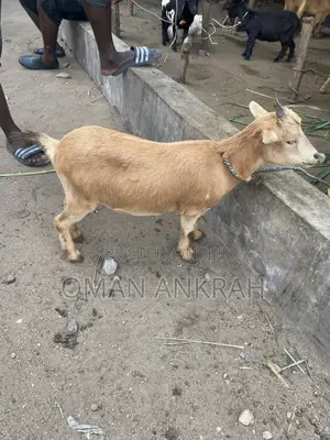 Male and Female Goats Available