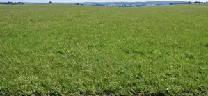 Plot for Sale at Bolga, Kalbeo Tindonsobligo