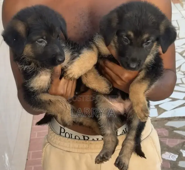 Female Purebred German Shepherd Puppy (1-3 Months) - 1