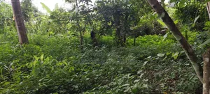 Farmland for Sale at Kwabere Kasaam