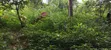 Farmland for Sale at Kwabere Kasaam - 2