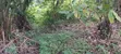Farmland for Sale at Kwabere Kasaam - 3