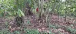 Farmland for Sale at Kwabere Kasaam - 4