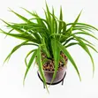 Leaf Artificial Grass in Ceramic Planter with Metal Stand (35cm) - 2