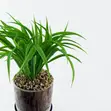 Leaf Artificial Grass in Ceramic Planter with Metal Stand (35cm) - 5