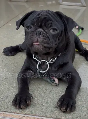 Female Purebred Pug Puppy (3-6 Months)