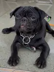 Female Purebred Pug Puppy (3-6 Months) - 1
