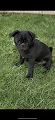 Female Purebred Pug Puppy (3-6 Months) - 2