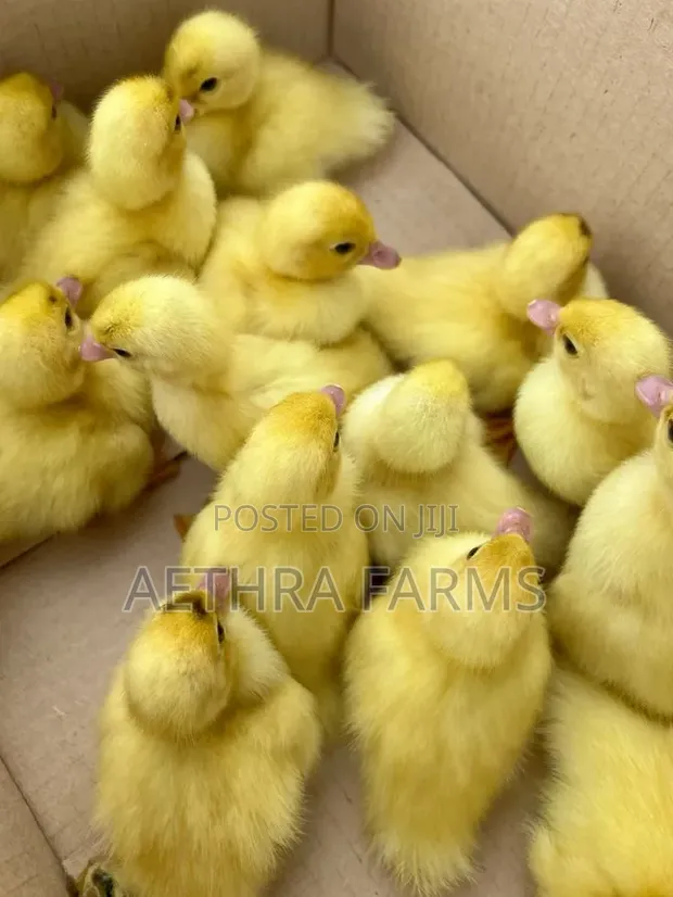 Belgian Muscovy Ducklings - 1
