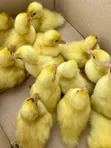 Belgian Muscovy Ducklings - 1