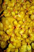 Belgian Muscovy Ducklings - 2