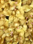 Belgian Muscovy Ducklings - 3