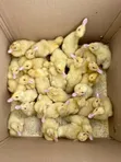 Belgian Muscovy Ducklings - 4