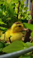 Belgian Muscovy Ducklings - 5