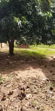 Quarter Plot of Land for Sale at Amasaman Fise - 3