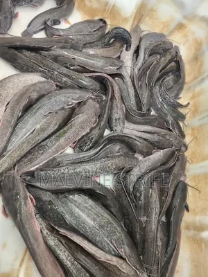 Premium Catfish for Sale