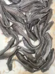 Premium Catfish for Sale - 2