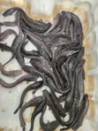 Premium Catfish for Sale - 3