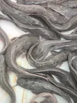 Premium Catfish for Sale - 4