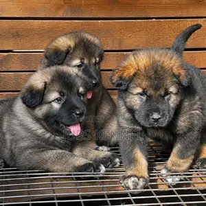 Purebred Caucasian Shepherd Puppy - 1-3 Months Male