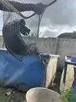 High Strength Scoop Net - 4